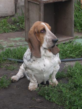 Batterflayi  Yu Dgina | Basset Hound 