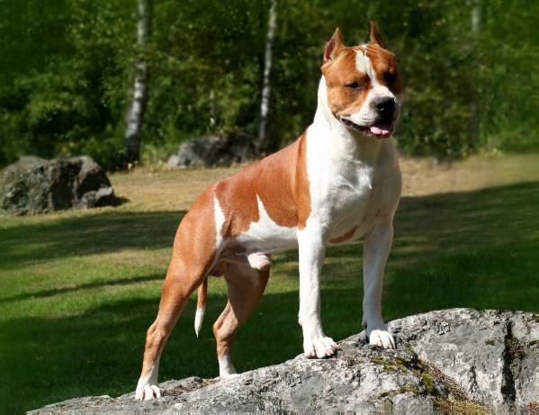 Wise Guy Irrepressible De M'A'M | American Staffordshire Terrier 