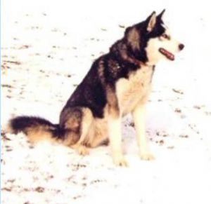 Arctic modry lad | Siberian Husky 