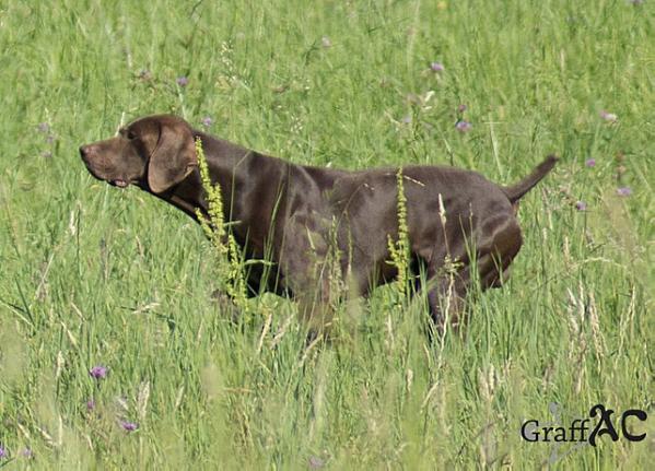 Atlas de la Diane du Drouvenant | German Shorthaired Pointer 