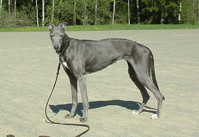 Ruedog's Bluebell | Greyhound 