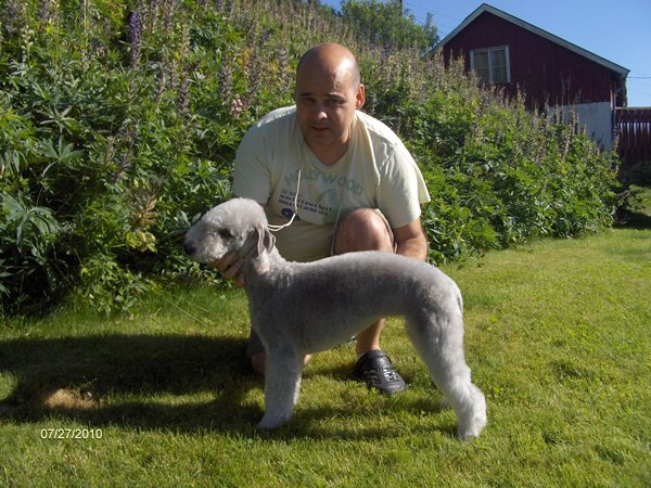 SYMRETOPPEN'S BLUTI MIA | Bedlington Terrier 