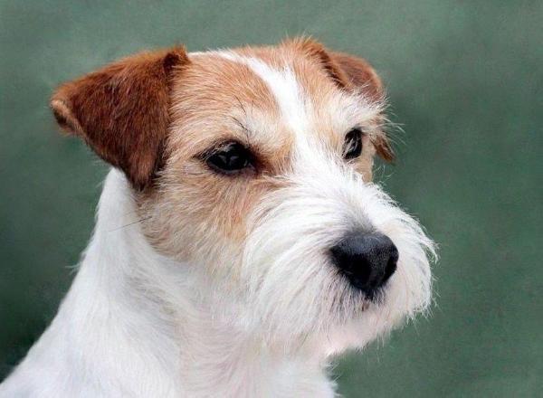 Admiral vom Mutschenhof | Parson Russell Terrier 