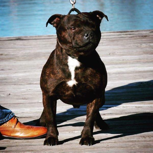 Roughnecks Casual Look | Staffordshire Bull Terrier 