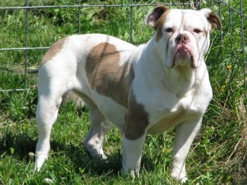 Starline's Irene | Olde English Bulldogge 