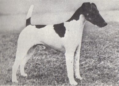 Ronnoco Resolute | Smooth Fox Terrier 