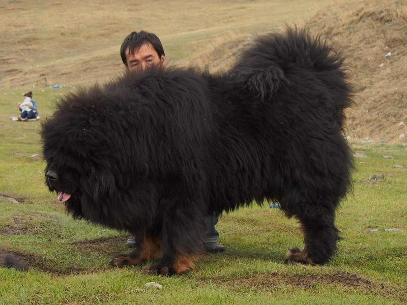 Dayan | Tibetan Mastiff 