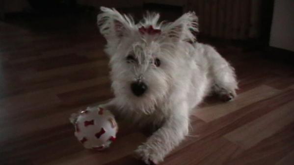 CARRA JR. | West Highland White Terrier 