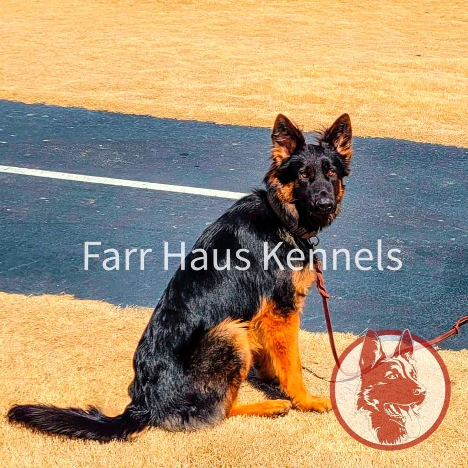 Maverick Fur Missile Vom Farr Haus | German Shepherd Dog 