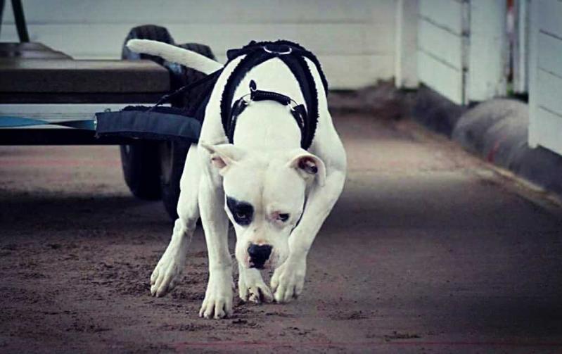 Pete's Full Power | American Bulldog 