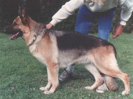 Jutta von der Wienerau | German Shepherd Dog 