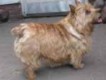 Brenda vom Tierfreund | Norwich Terrier 