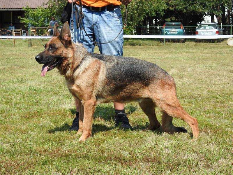 Bira von Mitrahaus | German Shepherd Dog 