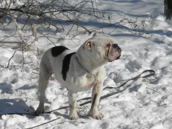 Sentinel's Patches | Olde English Bulldogge 