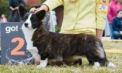 Maksherri Abigaile Blackberry | Cardigan Welsh Corgi 