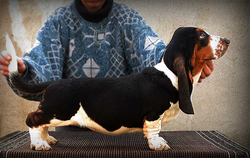 Mercedes Castillo Saitai BREENBRASS | Basset Hound 