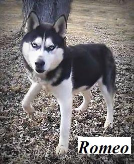 Romeo Joe Young | Siberian Husky 