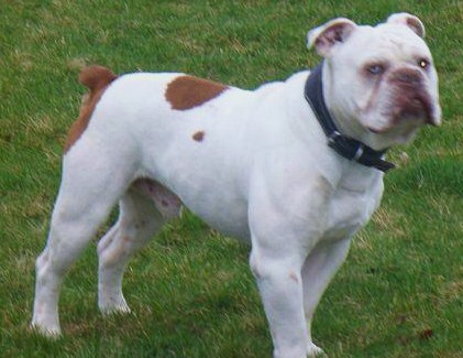 Gargoyle's Angus | Olde English Bulldogge 