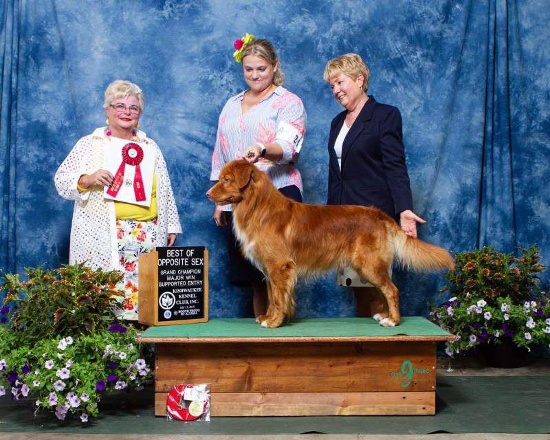 Avatar's River Rebel | Nova Scotia Duck Tolling Retriever 