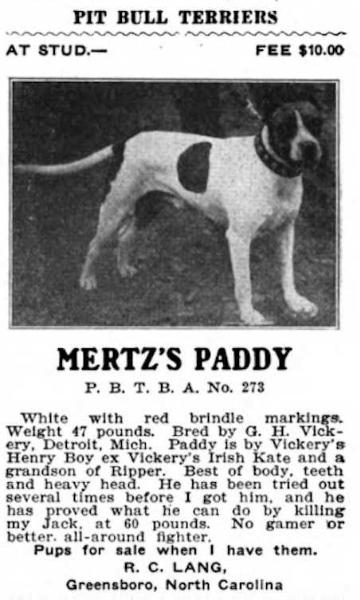 Mertz's Paddy (PBTBA No. 273) | American Pit Bull Terrier 