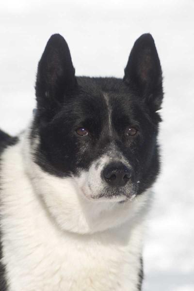 Keroharjun Manta | Karelian Bear Dog 