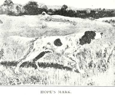 Hope Mark (Gath's Hope x Lady May) dt | English Setter 