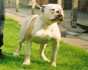 Rebel Rousier 79 of RTK | American Bulldog 