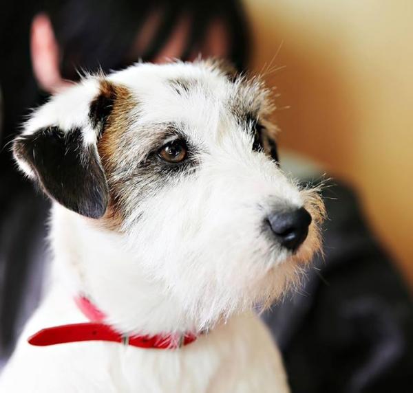 Gang Staff HIPNOZA | Jack Russell Terrier 