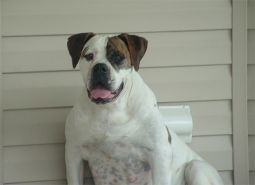 Old South Kennel's Abigail 2 | American Bulldog 