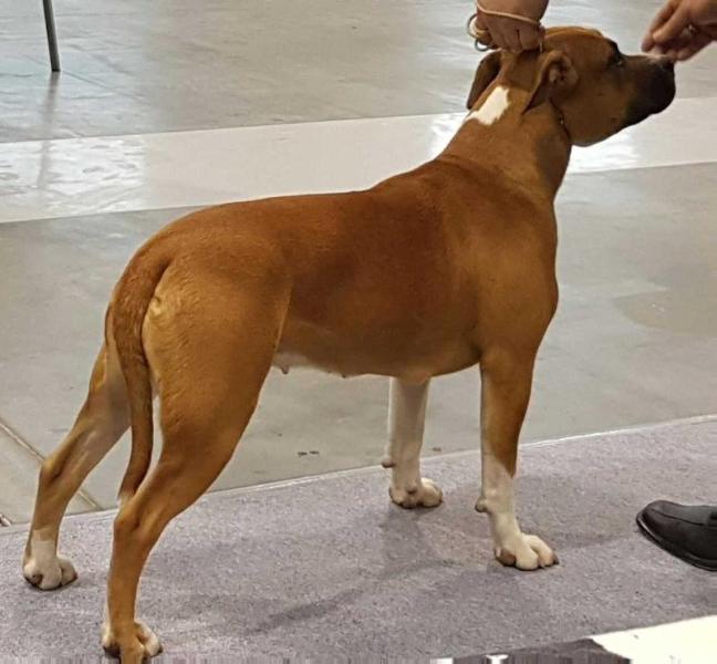 URODA Pokerowy Zywot | American Staffordshire Terrier 