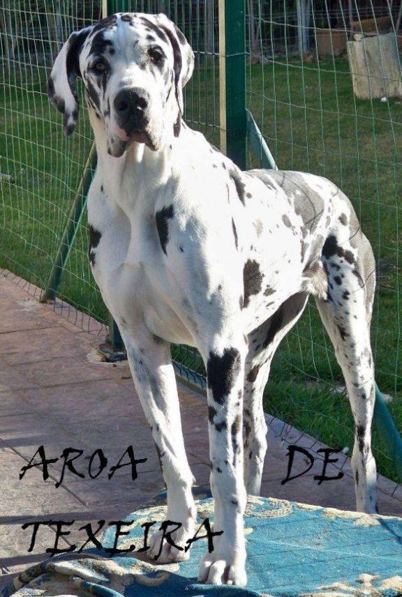 Aroa de Texeira | Great Dane 