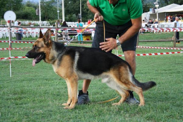 sorlillo del colle aurelio | German Shepherd Dog 