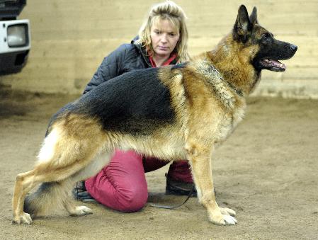 Aedesbark Manergeim | German Shepherd Dog 