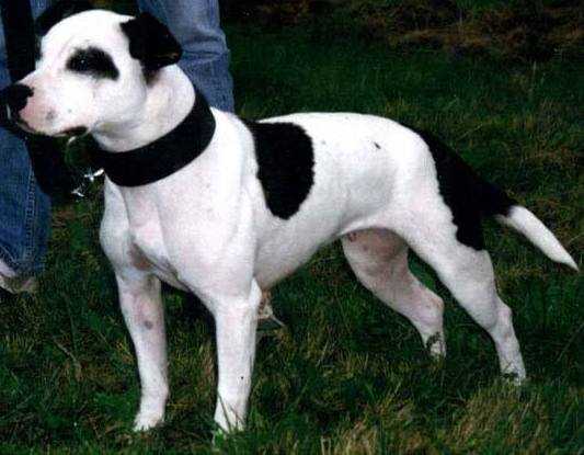 Eastford's China | Staffordshire Bull Terrier 