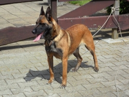 Jade V (Dhr. H. Wessels Harbrinkhoek) | Belgian Malinois 