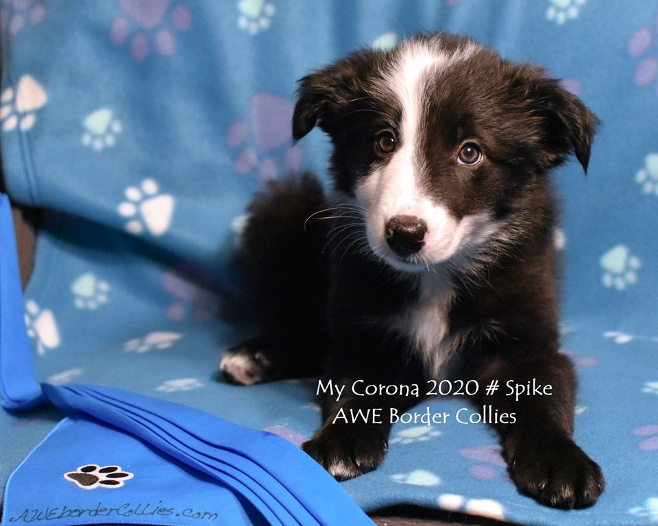 AWE2C Dance With Me Tango (Spike) | Border Collie 