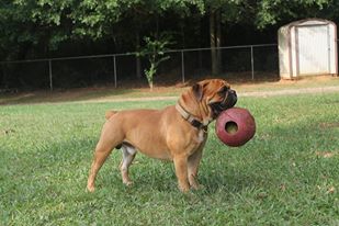 Gallants Deacon | Olde English Bulldogge 