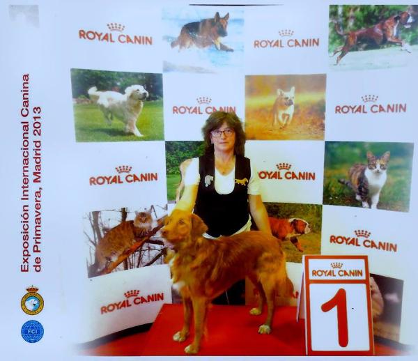 Canis amicus dumbo | Nova Scotia Duck Tolling Retriever 