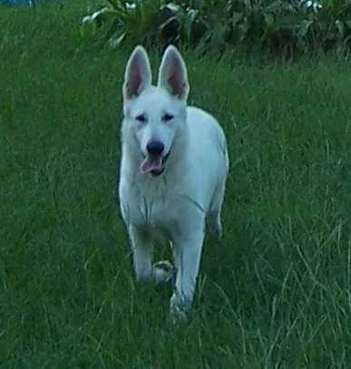 Foxhunt's Dawn Of Justice | White Swiss Shepherd Dog 