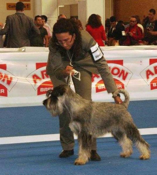 SAURON SALTUS ZE ZÁHRABSKÉ | Standard Schnauzer 