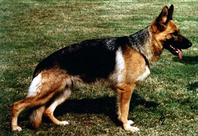 Fina von Arminius | German Shepherd Dog 