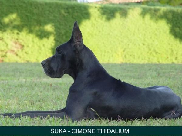 Cimone Thidalium | Great Dane 