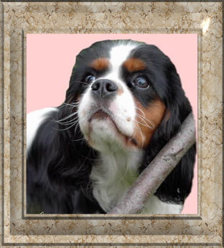 SUNSHINE Dejanira | Cavalier King Charles Spaniel 