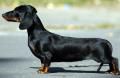 Duracel-Dax Romina | Dachshund 