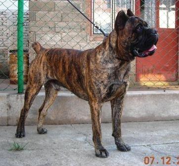 CHEROKKE DI NERO PURO | Cane Corso 