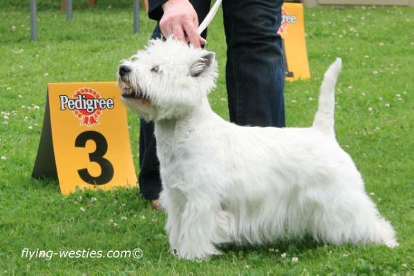 Maverick's Miss Undercover | West Highland White Terrier 