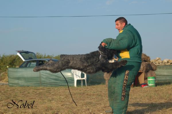 Wagre de Dasilva | Bouvier des Flandres 