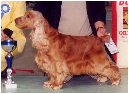 Waterwood The Diplomat | English Cocker Spaniel 