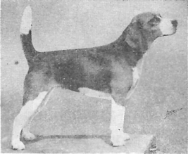 Delview Penny C | Beagle 