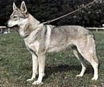 alda od pavlisina | Czechoslovakian Wolfdog 